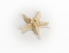 Bleached White Horned Starfish - 1 - 2  inches