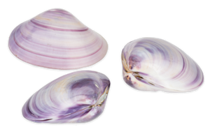 Polished Purple Clam Pairs -  1.5 + inches