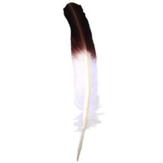 WILD TURKEY Quill FEATHERS White with Brown Tip 11.75 inch + 30cm
