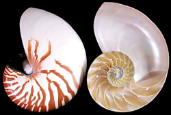 Split Natural Nautilus Shells - 2 Pieces - 5 - 6 inches