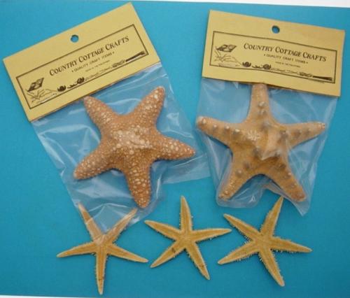 3 to 4 inch STARFISH ASSORTED - 3 TYPES -  144 per case - Horned Jungle & Philippine - Bagged with a header