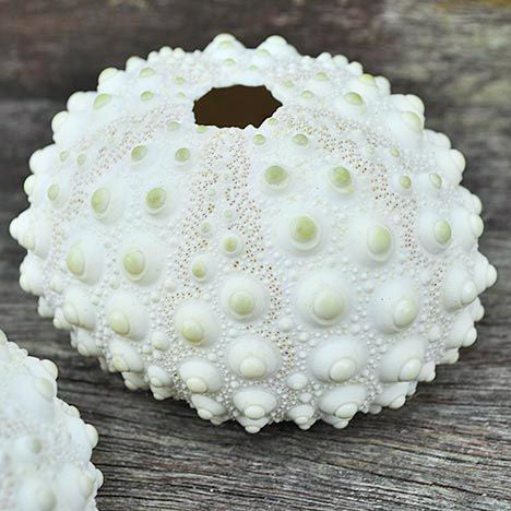 White Knobbly Pimple Sea Urchins - 2 inches - Astropyga Radiata - Philippines