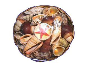 BASKET PACK OF SHELLS - 6 inch - ROUND