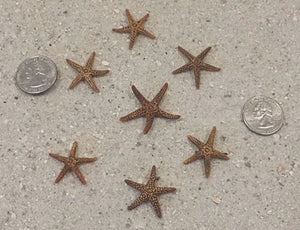Tiny Florida Brown Starfish - 0.5 - 1.25 inches (7/8" instock)