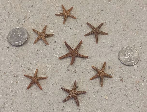 Tiny Florida Brown Starfish - 0.5 - 1.25 inches (7/8