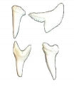 Mako Shark Teeth -  7/8  inch