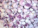 1 KG - Purple Periwinkle Shells - 0.5 inches - Cebu Beauty - Philippines