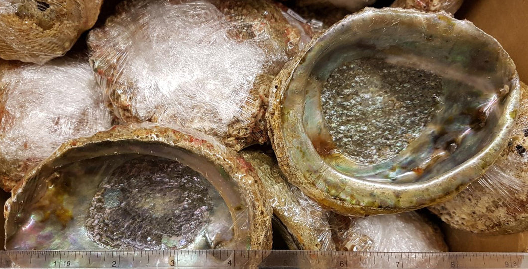 Pink Abalone 4.5 inch + Haliotis Corrugata - Mexico