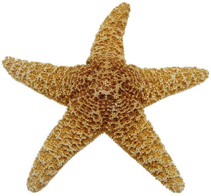 Sugar Starfish - 4 to 5 inch - Mexico