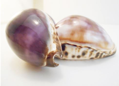 Purple Top Tiger Cowry - 3 inches