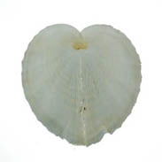 Heart Shell Pairs - Cardium Cardissa - 2 - 3 inches
