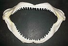 Mako Shark Jaws - 14 inches