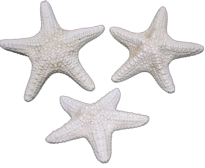 White Jungle Starfish - 3 - 4 inches