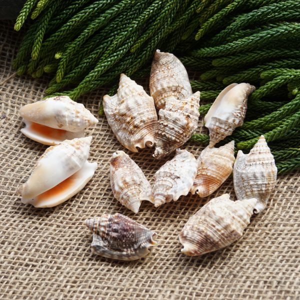 1 KG - Strombus Aurisdianae - 1 - 2 inches