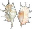 Grade 2 Lambis Truncata Shells - 8 inches
