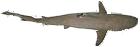Blacktip Shark - 48 - 50 inches
