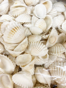 1 KG - White Clam Deeps - 0.5 - 1.25 inch - China - NEW222