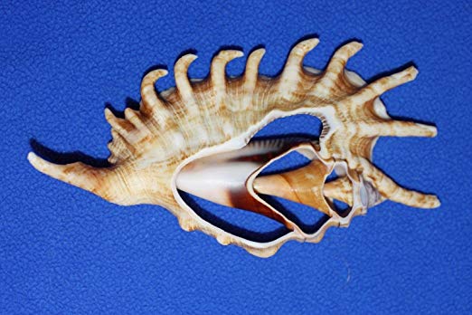 PK/10 - Lambis Lambis Center Cut - Philippines