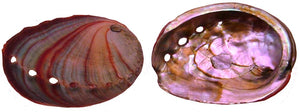 Natural Red Abalone (Haliotis Rufescens) - 3 inch + Mexico