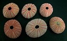Pink Sea Urchins - Strongylocentrotus Purpuratus - 1.5 - 2 inches