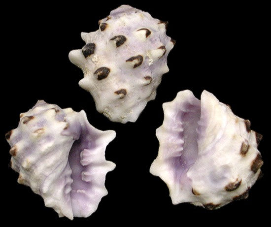 1 KG - Violet Drupe Shells - 0.75 - 1.5 inches – HermitCrabShells.ca