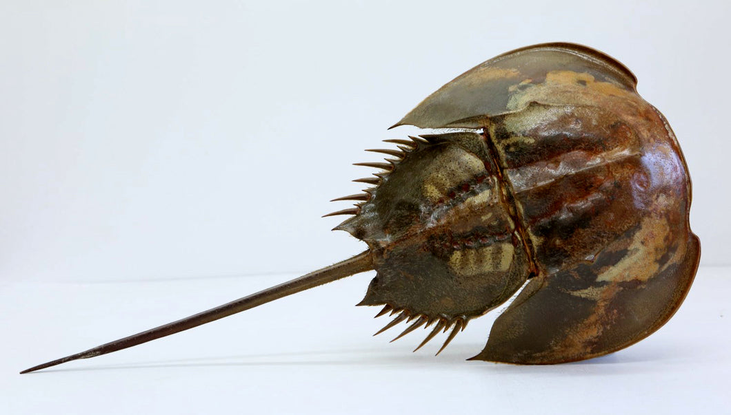 Horseshoe Crabs - 20 to 25 inches