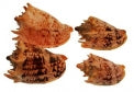 Voluta Imperialis Shells - 8 - 9 inches