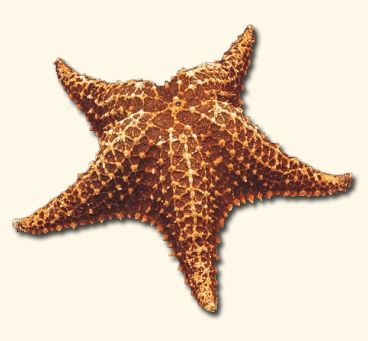 Bahama Starfish - Oreaster Reticulat - 6 - 8 inches
