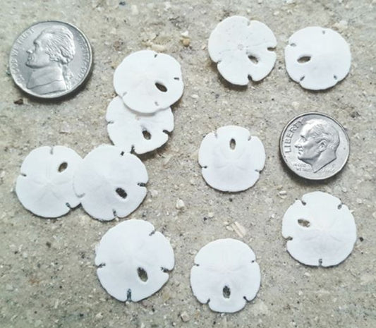 Florida Sand Dollars - 0.75 - 1.25 inches
