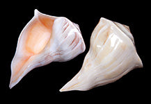 Polished Right Hand Whelk - Busycon - 4- 5 inches - USA