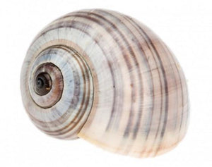 Striped Land Snail Shell (Pomacea Paludosa)