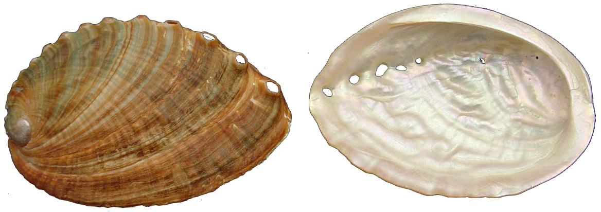 Natural Discus Abalone - 4.5 inches - Thailand