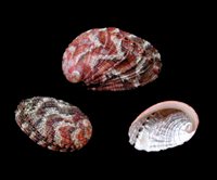 Natural Colored Abalone (Haliotis Diversicolor) - 3 inch + USA