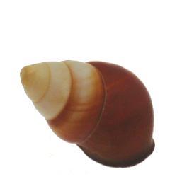 Helicostyla Rufigaster Shell 24-26mm opening size