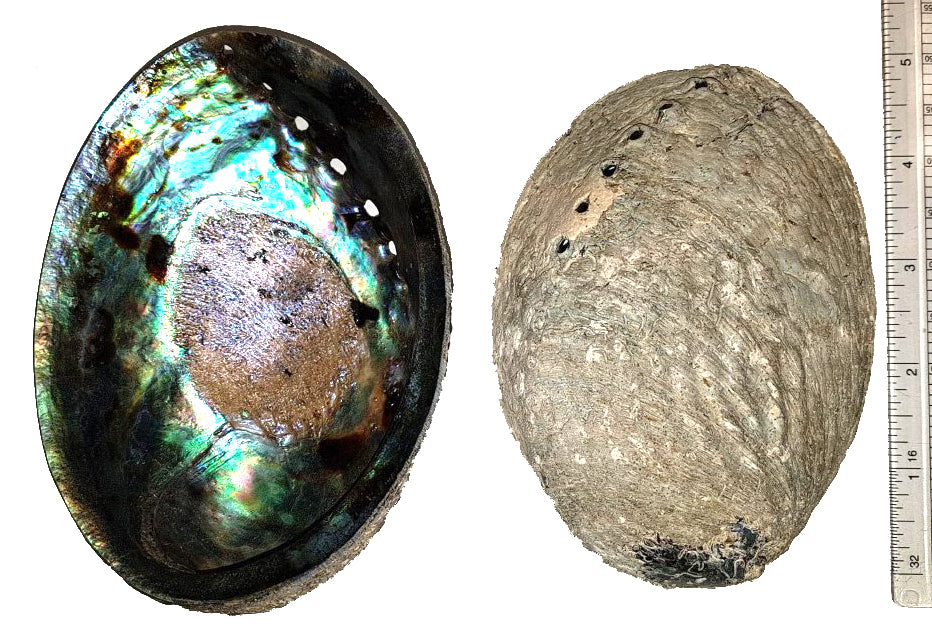 Paua Abalone - Haliotis Iris 5 inch + New Zealand - Thailand - Natural