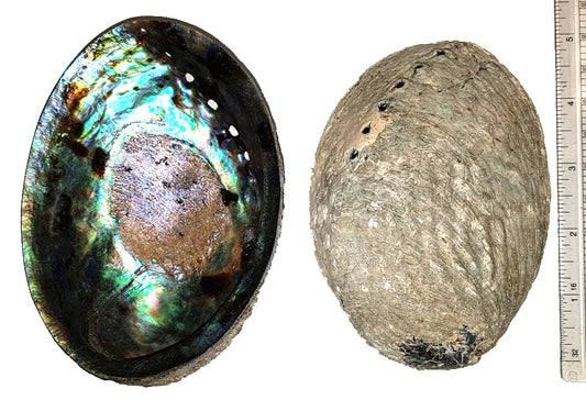 Paua Abalone - Haliotis Iris 5 inch + New Zealand - Thailand - Natural