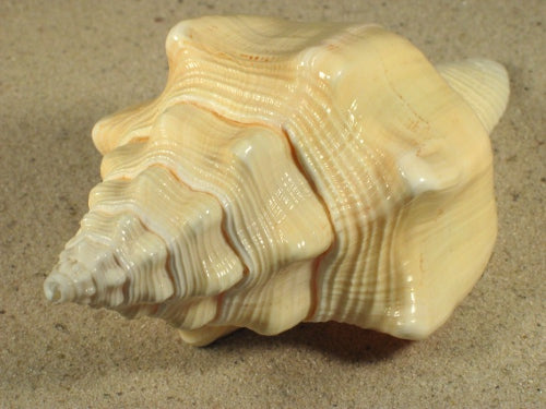 Chank Shell Chank Shells - Turbinella Angulata - 5 inch + MEXICAN – HermitCrabShells.ca