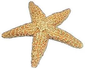 Sugar Starfish - 2 - 3 inches