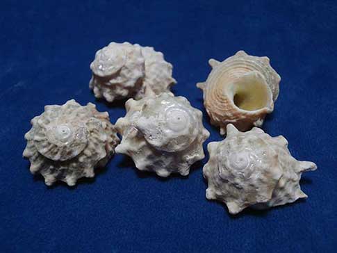 1 KG - Astrea Calcar Shells - 0.75 - 1 inch – HermitCrabShells.ca