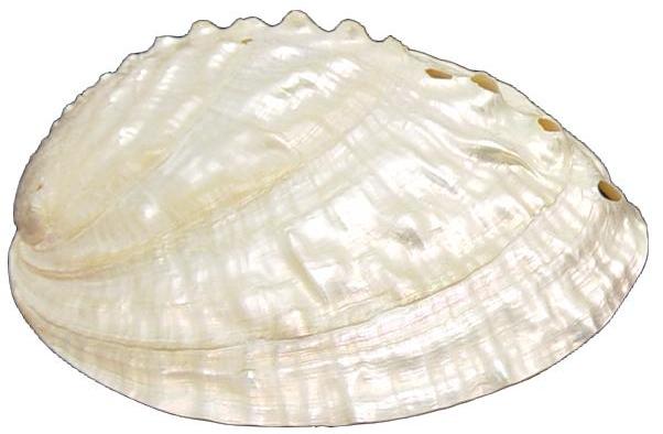Pearlized Discus Abalone - HALIOTIS DISCUS - 4 inch + Thailand