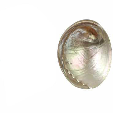 Opal Abalone - Haliotis laeviagata - 4 inch + Thailand - All Natural