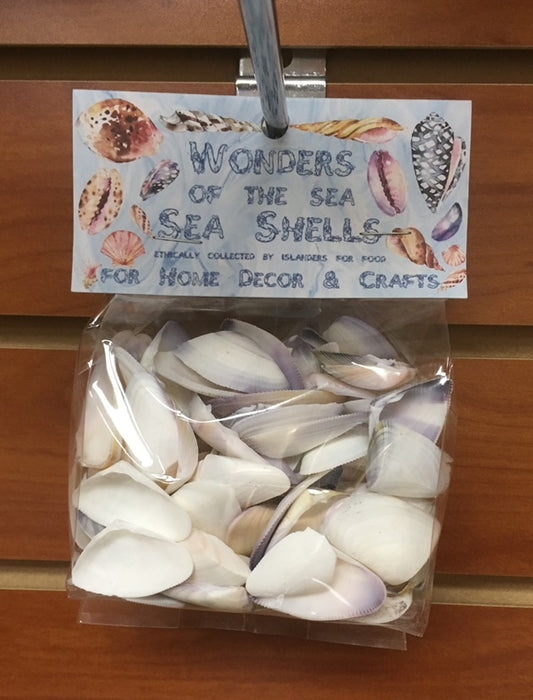 Wonders Of The Sea -  Purple Donax - 0.75 - 1.5 inches