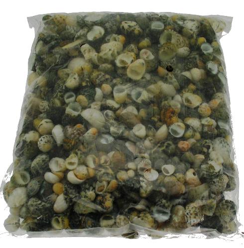 1 KG - Sihi Shells - Green Nerita - 0.5 inches