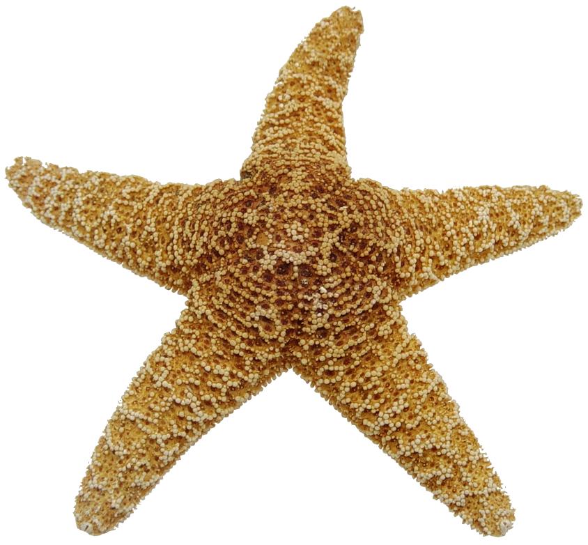 Sugar Starfish - 8 + inches