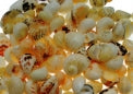 1 KG - Yellow Nerita Plicata Shells - Tumbled