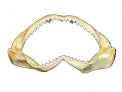 Shark Jaws - 17 inches
