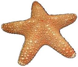 Jungle Starfish - 6 - 8 inches