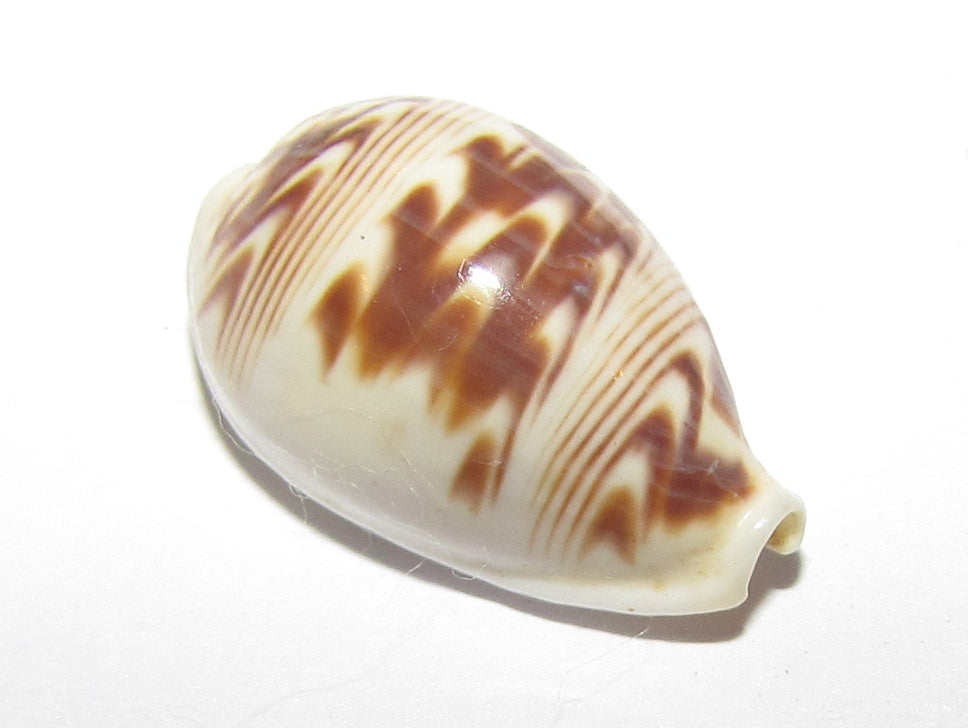 Day-break Cowry - Palmadusta Diluculum Diluculum - 0.75 - 1.25 inches