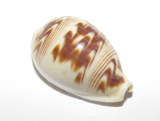 Day-break Cowry - Palmadusta Diluculum Diluculum - 0.75 - 1.25 inches