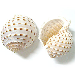 Tonna Tesselata - 4 - 4.5 inches